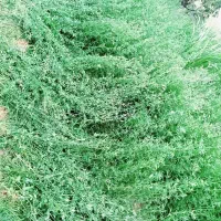 فروش یونجه خالص و درجه یک