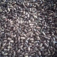 خرما خشک دیری گنتار، لوبیا و عدس قرمز لپه نخود|خوردنی و آشامیدنی|قم, پردیسان|دیوار