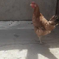 مرغ وخروس لاری|حیوانات مزرعه|هشتگرد, قاسم آباد بزرگ|دیوار