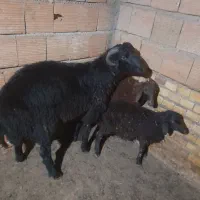 نر شیشکی تخمی