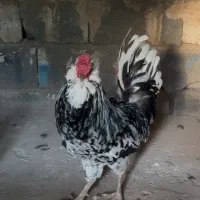 خروس گلین ریشی چهلتاج