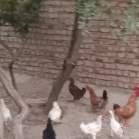 مرغ وخروس  محلی جوان