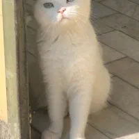گربه سفید گمشده
