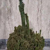 فروش کاکتوس آفوربیا|گل و گیاه طبیعی|عجب شیر, |دیوار