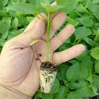 نشا فلفل|خدمات باغبانی و درختکاری|میناب, |دیوار