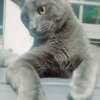 واگذاری گربه نژاد راشن بلو