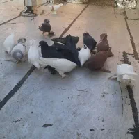 کبوتر|پرنده|تبریز, |دیوار