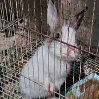 خرگوش جرسی