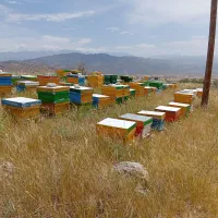 زنبور فروشی