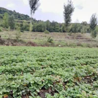 فروش بوته توت فرنگی ریشه لخت|گل و گیاه طبیعی|فریم, |دیوار