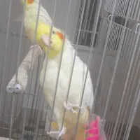 ۲ عدد عروس هلندی رام|پرنده|خزل, |دیوار