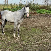 فروشنده اسب هر اسبی که بخاید موجود هست|اسب و تجهیزات اسب‌سواری|پیربازار, |دیوار