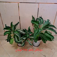 گل پتوس گل اشکی گل بگونیا خالدار شاداب پر ریشه|گل و گیاه طبیعی|نجف‌آباد, سعدی|دیوار