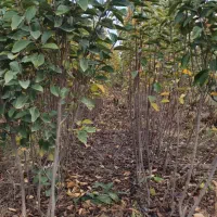 فروش عمده نهال به صورت سطل نایلکس و گل بر|خدمات باغبانی و درختکاری|دلند, |دیوار