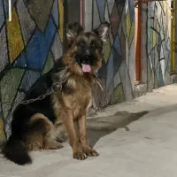 سگ ژرمن ماده اصیل