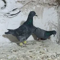 سه تا ماده سبز جوجه سار|پرنده|تربتحیدریه, پارک کاشانی|دیوار