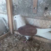 دم سیاه،پشت سرخ ،کاکلی،کبوتر،|پرنده|کاشمر, |دیوار