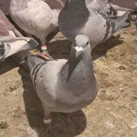 باسلام|پرنده|کرمان, |دیوار