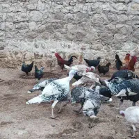 فروش بوقلمون محلی نر و ماده|حیوانات مزرعه|اندیمشک, |دیوار