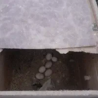 عروس هلندی|پرنده|برخوار, |دیوار