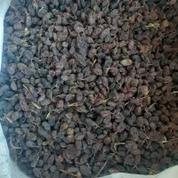 کشمش آفتابی|خوردنی و آشامیدنی|ملایر, |دیوار