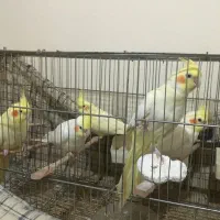 طوطی عروس بالغ سالم|پرنده|آمل, |دیوار