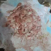 پوست و روده گوسفند|لوازم جانبی حیوانات|باقرشهر, |دیوار