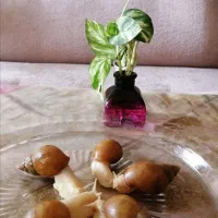 فروش حلزون آلبینو|خزنده|اصفهان, باغ فردوس|دیوار