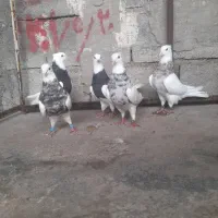 چند تا طوقی شیش دونگ