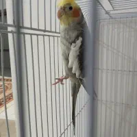 پرنده|پرنده|ساری, |دیوار