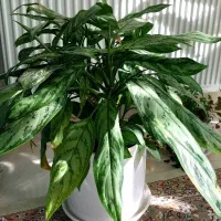 گل طبیعی|گل و گیاه طبیعی|بیرجند, |دیوار