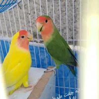 طوطی برزیلی