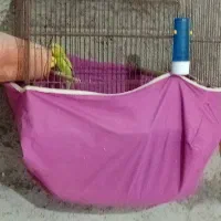 مرغ عشق جفت بالوازم