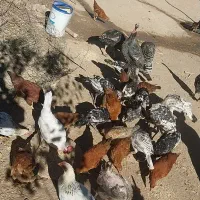 بوقلمون ومرغ تخمگذار فروشی