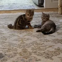 گربه اسکاتیش