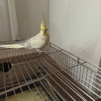 عروس سخنگو|پرنده|قم, ولیعصر|دیوار