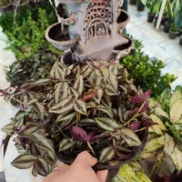 گل چشم آهویی برگ بیدی گلدان درزگیر محافظ ریشه|گل و گیاه طبیعی|قم, نیروگاه|دیوار