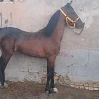 فروش کره نریان و مادیان