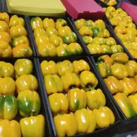 مشارکت در ساخت سورتینگ صیفی جات دهاقان