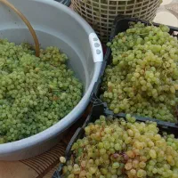 شیره ی انگور عسگری شیرین مانند عسل درجه یک|خوردنی و آشامیدنی|نیشابور, امام خمینی|دیوار