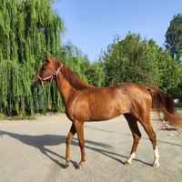 مادیان یک سر عرب