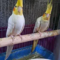 عروس هلندی مولد جوجه بزرگ کن