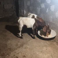 بز بزغاله پاکستانی نر پاکستانی دورگ سانان ماده