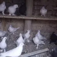 کبوتر|پرنده|تبریز, |دیوار