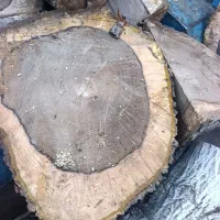 خرید چوب و ریشه وبرش درخت