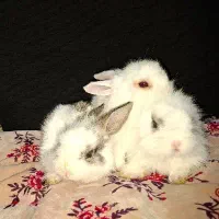 بچه خرگوش های لوپ