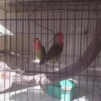 طوطی کوتوله برزیلی|پرنده|ساری, |دیوار