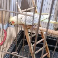 عروس هلندی دوکت پروانه|پرنده|شهریار, یوسف آباد صیرفی|دیوار