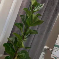 گل فیکوس لیراتا