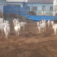 فروش بز نژاد سانن